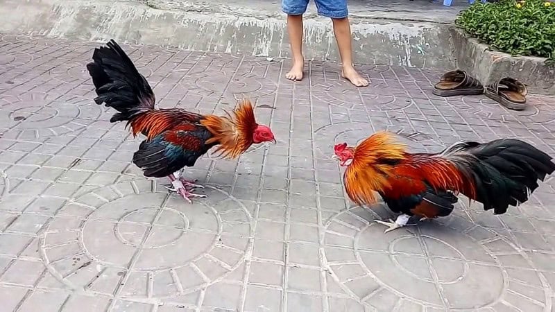 EE88 Đá gà: Trang chơi đá gà trực tiếp Thomo Campuchia 5 Hướng dẫn đầy đủ cách chơi đá gà online